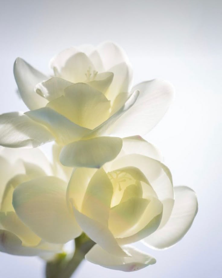 Jasmine flowers