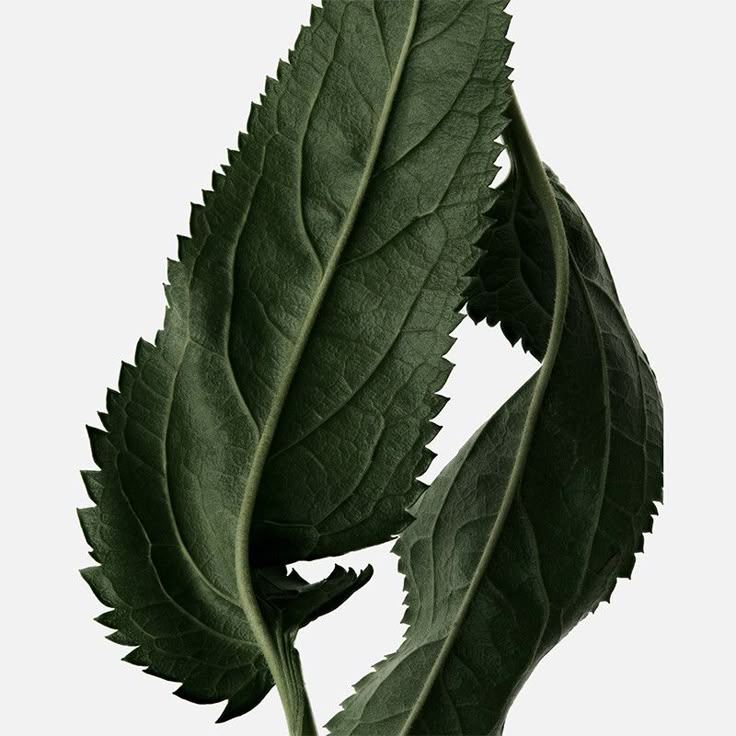 Patchouli